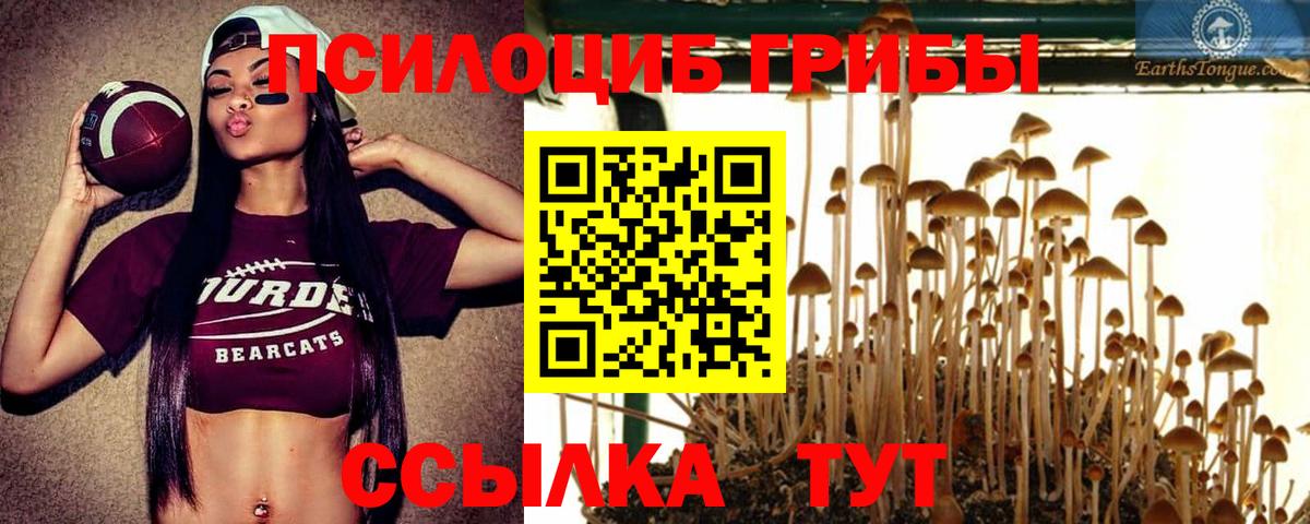 Псилоцибиновые грибы Psilocybine cubensis Знаменск